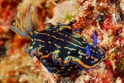 Cape Verdes Dive Centre - Sal Island. Nudibranch.